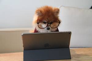 Plush animal looking at an iPad